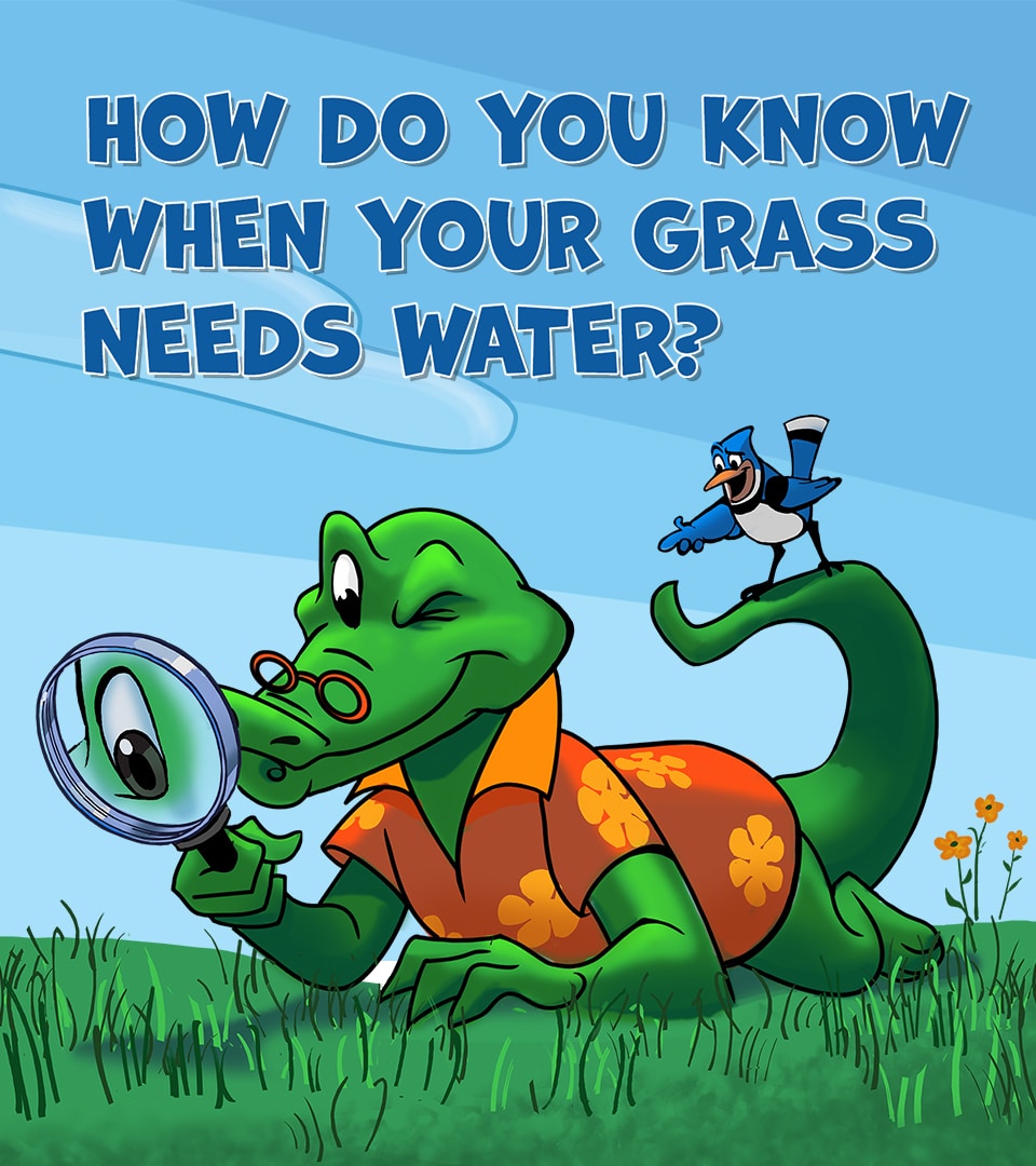 How do you know when your grass needs water?