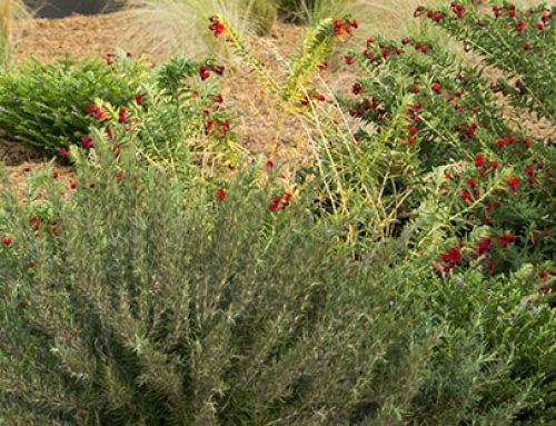 Xeriscape Landscape Water Conservation